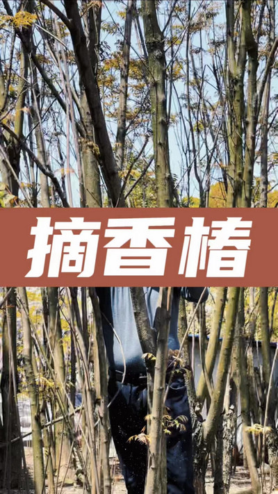 香椿雞蛋有，就缺二兩酒！